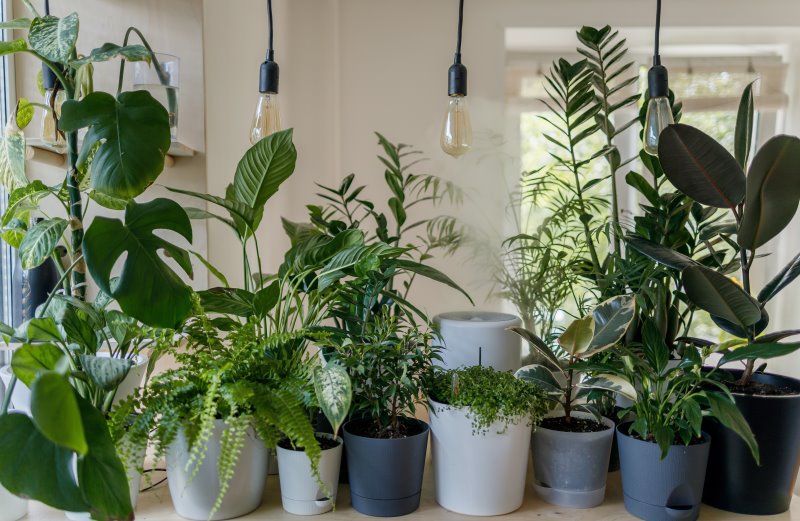 Pflanzen brauchen Pflanzenlampen