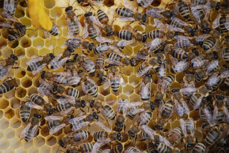 Honigbienen füllen ihre Waben auf