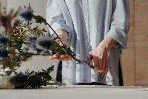Die Gartenschere zeigen, wie Sie zum Beschneiden von Blumen verwendet wird