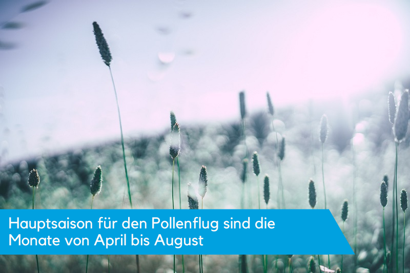 Pollenflug-Vorhersage
