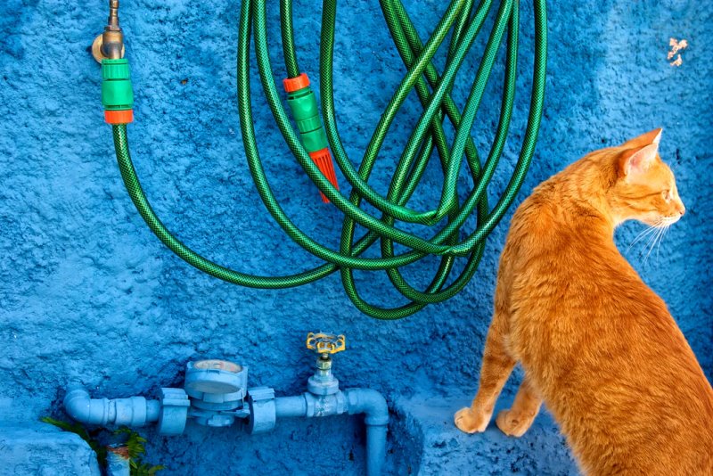 Hier ist eine Katze vor einer Blauen Wand und grünem Schlauch zu sehen.